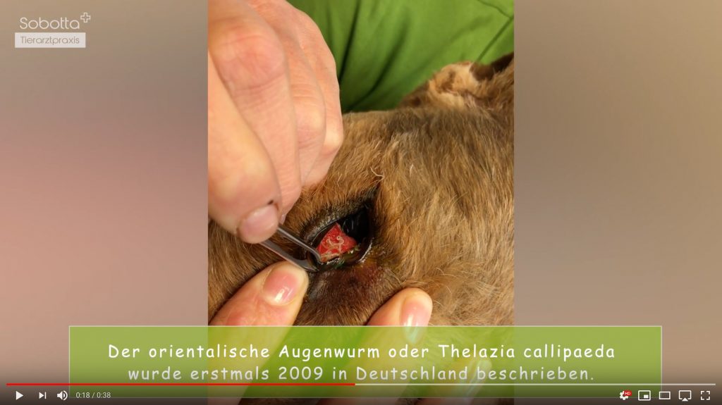 Praxisfälle Seltener Augenwurm entdeckt Tierarztpraxis Sobotta